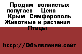 Продам  волнистых попугаев. › Цена ­ 500 - Крым, Симферополь Животные и растения » Птицы   